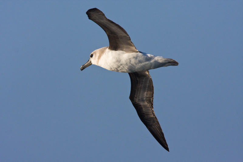 Gray-Headed Albatross In Flight